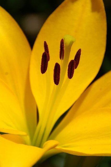 20070617_seibuyurien_0091